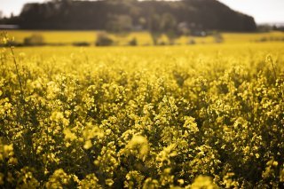 La surface de colza diminue en Suisse. Selon la fédération céréalière, ce recul n'est pas dû au manque d'intérêt des producteurs, mais aux trop grandes restrictions phytosanitaires (image symbolique). KEYSTONE/ALESSANDRO DELLA VALLE